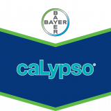 Calypso