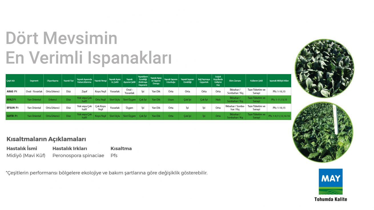 may-ispanak-tablo